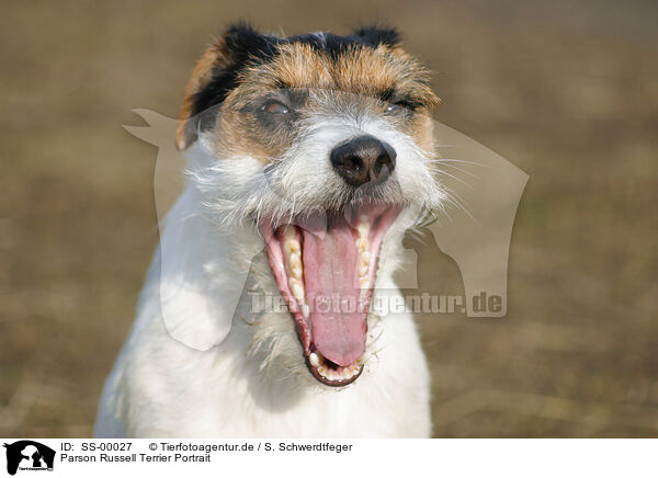 Parson Russell Terrier Portrait / Parson Russell Terrier Portrait / SS-00027