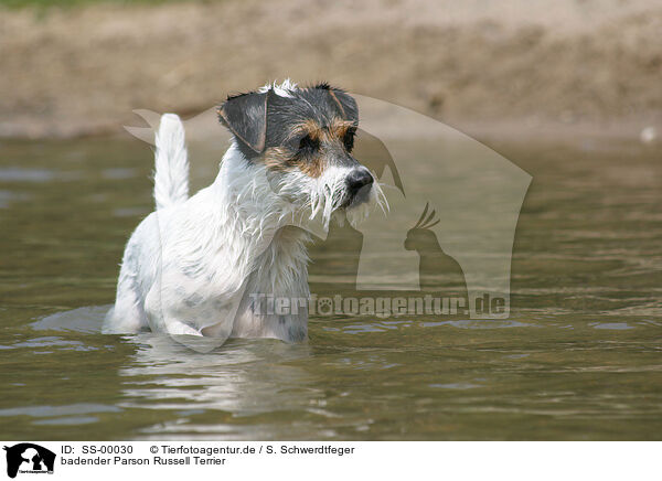 badender Parson Russell Terrier / bathing Parson Russell Terrier / SS-00030