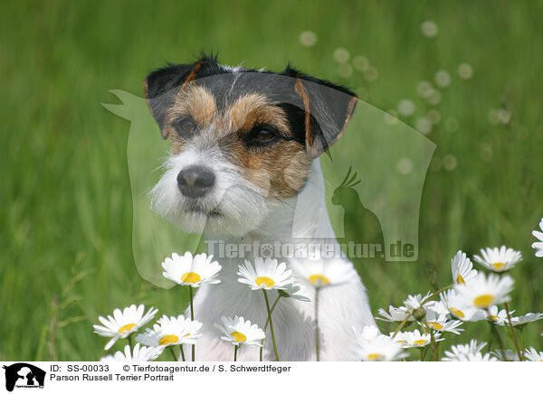 Parson Russell Terrier Portrait / SS-00033