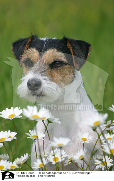 Parson Russell Terrier Portrait / SS-00034