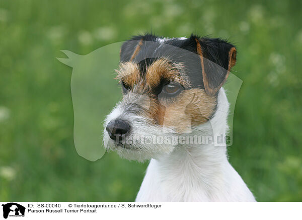 Parson Russell Terrier Portrait / Parson Russell Terrier Portrait / SS-00040