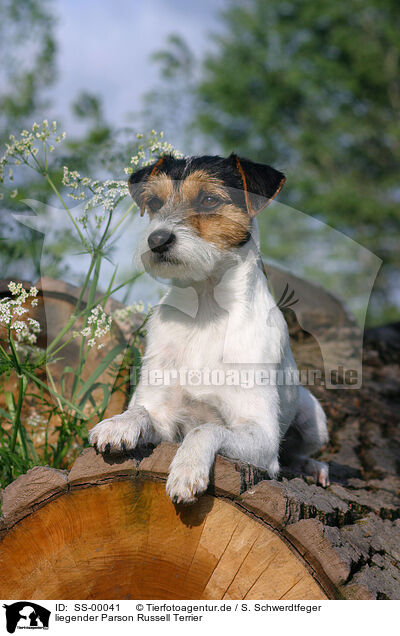 liegender Parson Russell Terrier / lying Parson Russell Terrier / SS-00041