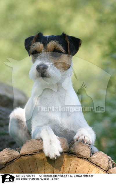 liegender Parson Russell Terrier / lying Parson Russell Terrier / SS-00061
