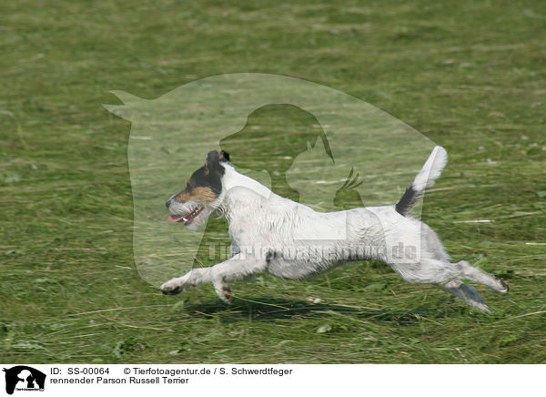 rennender Parson Russell Terrier / running Parson Russell Terrier / SS-00064