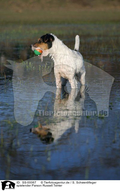 spielender Parson Russell Terrier / SS-00067