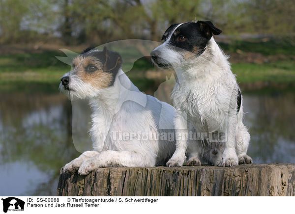 Parson und Jack Russell Terrier / SS-00068
