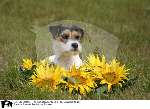 Parson Russell Terrier mit Blumen / SS-00108