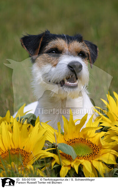 Parson Russell Terrier mit Blumen / Parson Russell Terrier with flowers / SS-00109