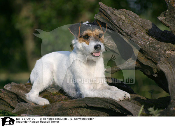 liegender Parson Russell Terrier / lying Parson Russell Terrier / SS-00130