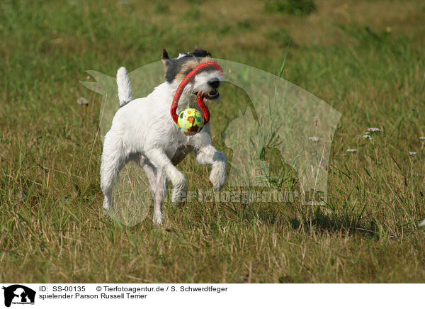 spielender Parson Russell Terrier / playing Parson Russell Terrier / SS-00135