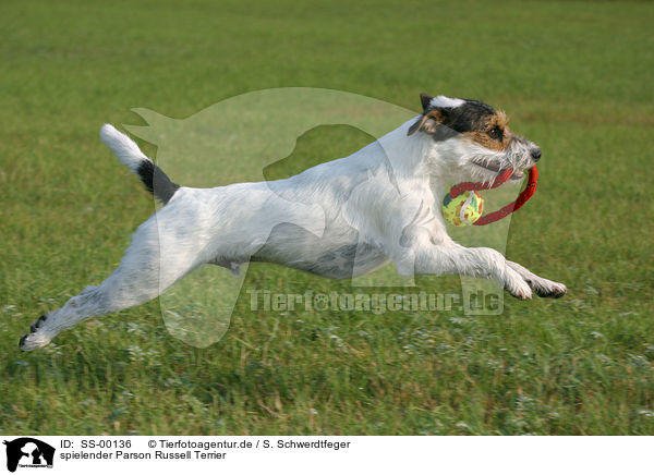 spielender Parson Russell Terrier / SS-00136
