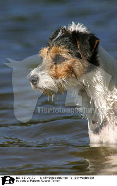 badender Parson Russell Terrier / bathing Parson Russell Terrier / SS-00179