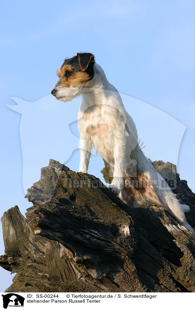 stehender Parson Russell Terrier / standing Parson Russell Terrier / SS-00244