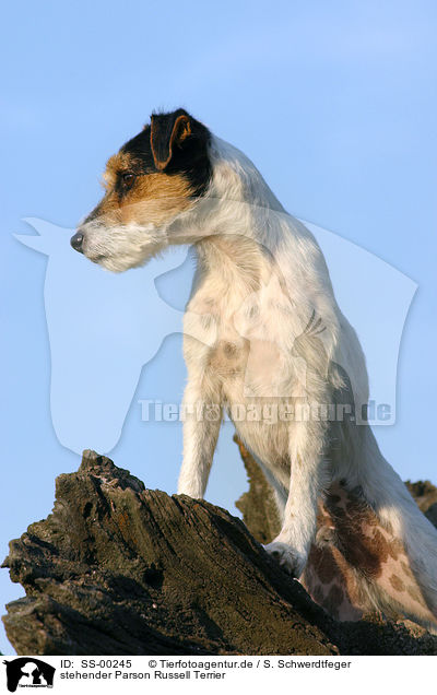 stehender Parson Russell Terrier / standing Parson Russell Terrier / SS-00245