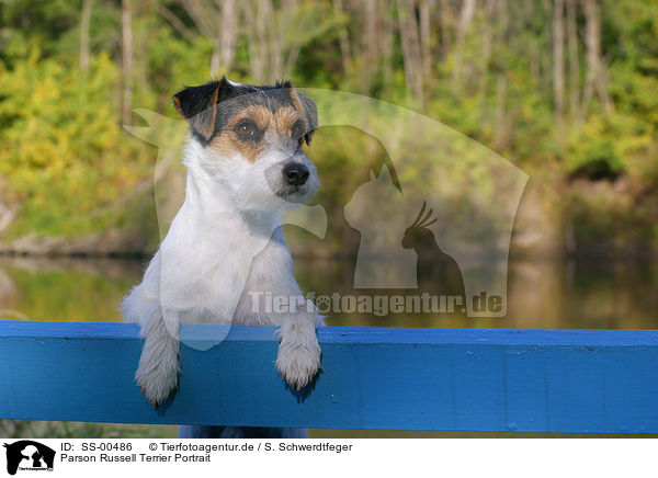 Parson Russell Terrier Portrait / Parson Russell Terrier Portrait / SS-00486