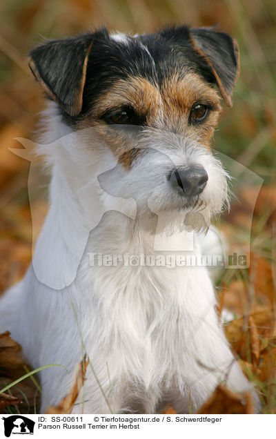 Parson Russell Terrier im Herbst / Parson Russell Terrier in the autumn / SS-00611