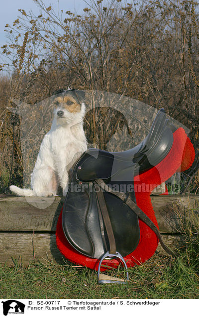 Parson Russell Terrier mit Sattel / SS-00717