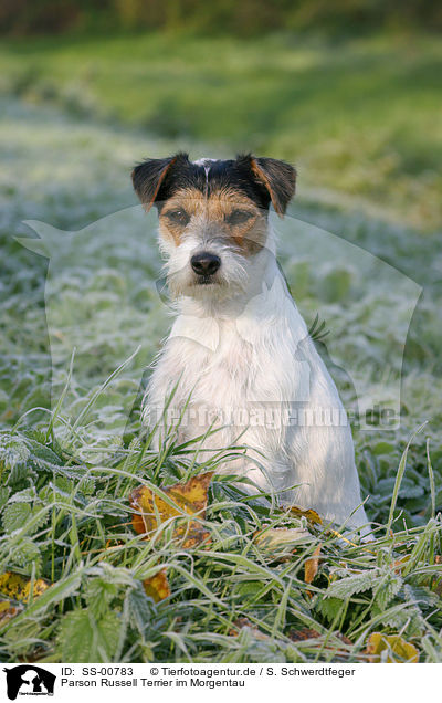 Parson Russell Terrier im Morgentau / Parson Russell Terrier in morning dew / SS-00783