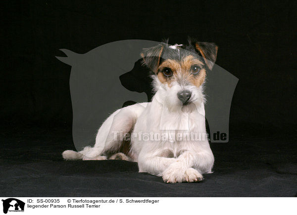liegender Parson Russell Terrier / lying Parson Russell Terrier / SS-00935