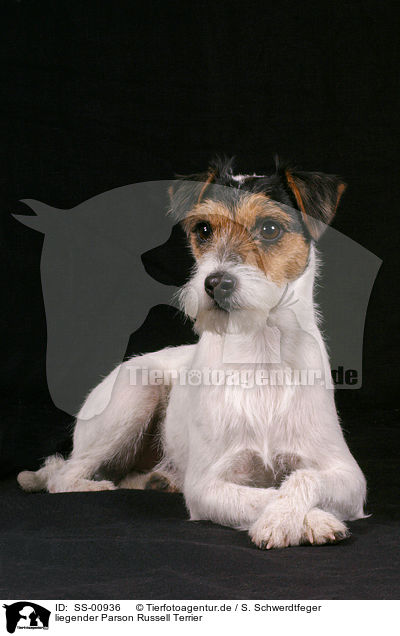 liegender Parson Russell Terrier / lying Parson Russell Terrier / SS-00936