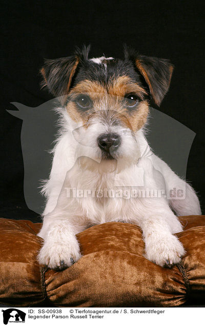 liegender Parson Russell Terrier / lying Parson Russell Terrier / SS-00938