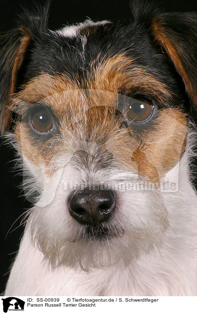 Parson Russell Terrier Gesicht / Parson Russell Terrier face / SS-00939