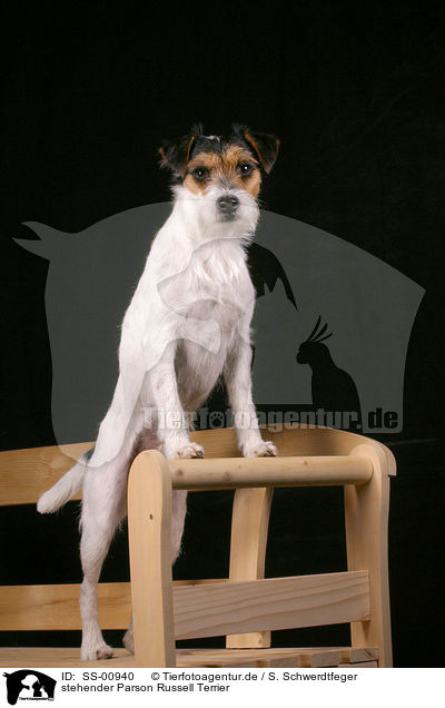 stehender Parson Russell Terrier / standing Parson Russell Terrier / SS-00940