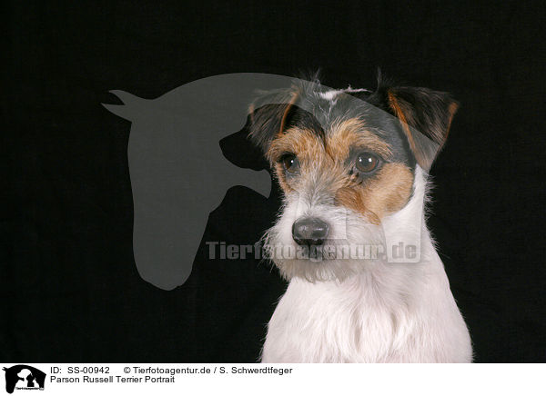 Parson Russell Terrier Portrait / Parson Russell Terrier Portrait / SS-00942