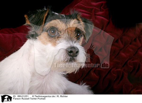 Parson Russell Terrier Portrait / Parson Russell Terrier Portrait / RR-01251