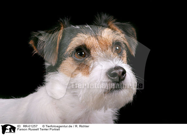 Parson Russell Terrier Portrait / Parson Russell Terrier Portrait / RR-01257