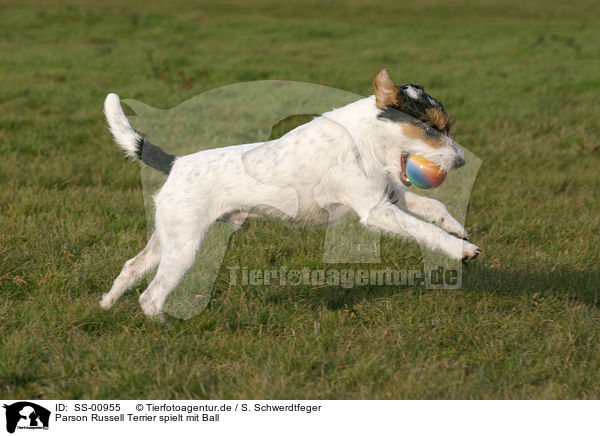 Parson Russell Terrier spielt mit Ball / Parson Russell Terrier plays with ball / SS-00955