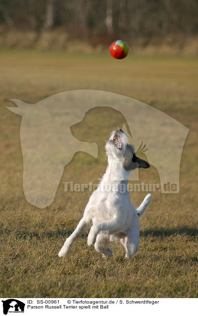 Parson Russell Terrier spielt mit Ball / Parson Russell Terrier plays with ball / SS-00961