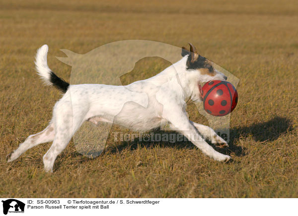 Parson Russell Terrier spielt mit Ball / Parson Russell Terrier plays with ball / SS-00963