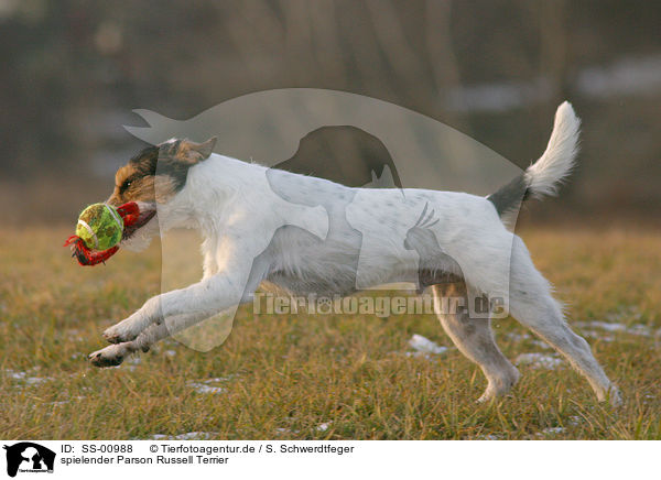 spielender Parson Russell Terrier / playing Parson Russell Terrier / SS-00988