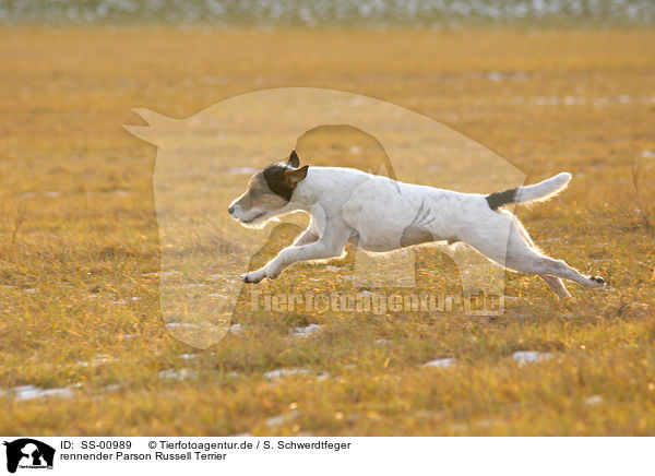 rennender Parson Russell Terrier / running Parson Russell Terrier / SS-00989