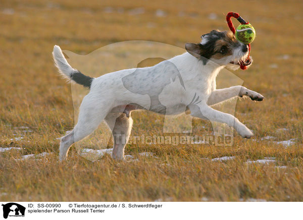 spielender Parson Russell Terrier / playing Parson Russell Terrier / SS-00990