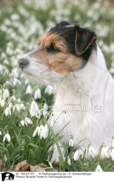 Parson Russell Terrier in Schneeglckchen / Parson Russell Terrier in snowdrops / SS-01157