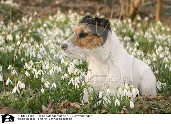 Parson Russell Terrier in Schneeglckchen / SS-01161