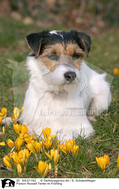 Parson Russell Terrier im Frhling / SS-01162