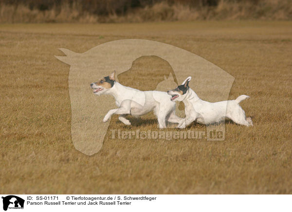 Parson Russell Terrier und Jack Russell Terrier / Parson Russell Terrier and Jack Russell Terrier / SS-01171