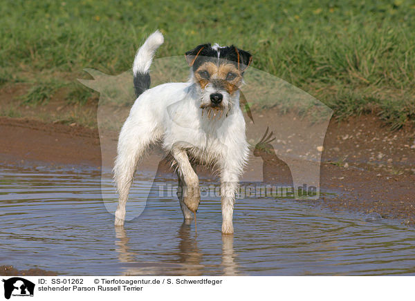 stehender Parson Russell Terrier / standing Parson Russell Terrier / SS-01262