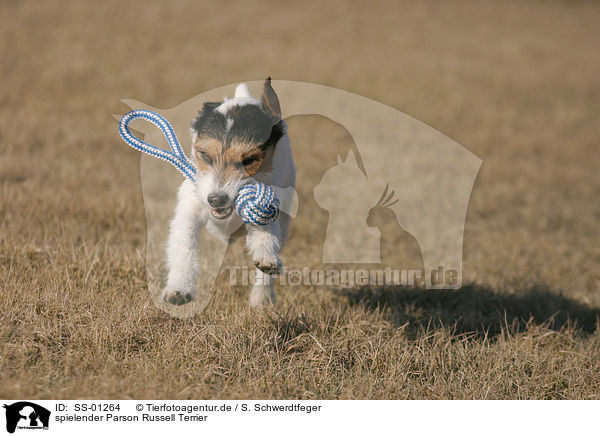 spielender Parson Russell Terrier / playing Parson Russell Terrier / SS-01264