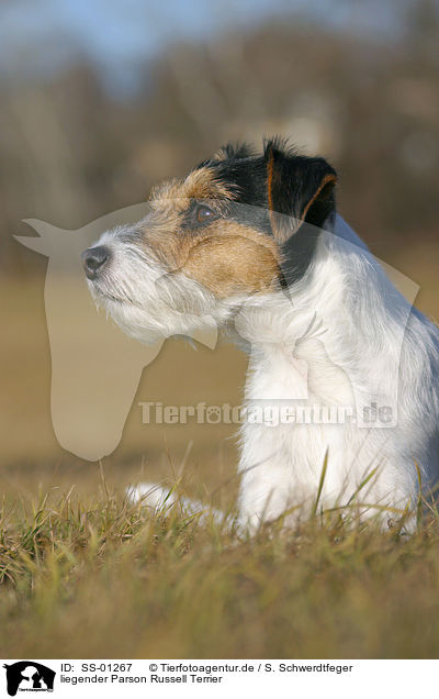 liegender Parson Russell Terrier / lying Parson Russell Terrier / SS-01267