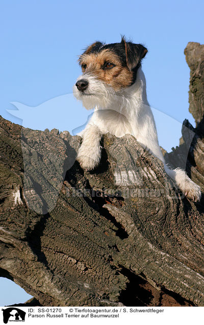 Parson Russell Terrier auf Baumwurzel / Parson Russell Terrier on tree root / SS-01270