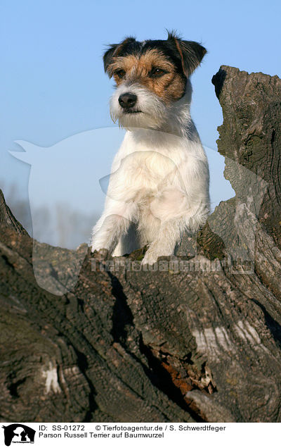 Parson Russell Terrier auf Baumwurzel / Parson Russell Terrier on tree root / SS-01272