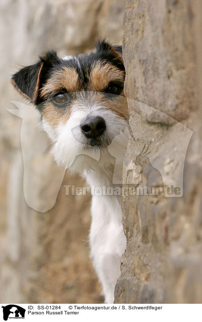 Parson Russell Terrier / SS-01284