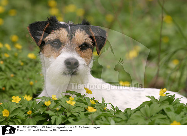 Parson Russell Terrier in Blumenwiese / SS-01285