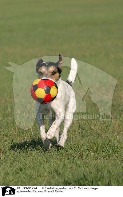 spielender Parson Russell Terrier / SS-01294