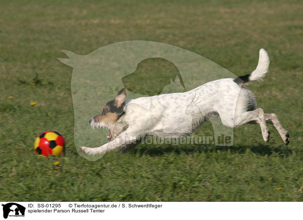 spielender Parson Russell Terrier / SS-01295