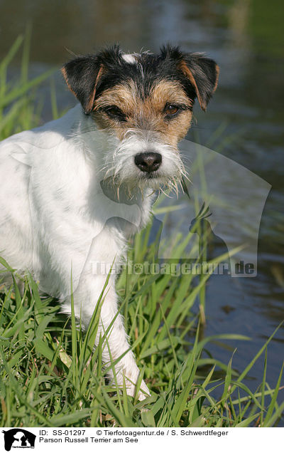 Parson Russell Terrier am See / Parson Russell Terrier on the lake / SS-01297